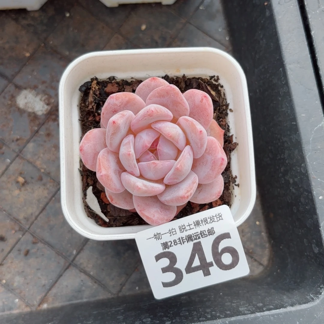 橙梦露无盆土发货