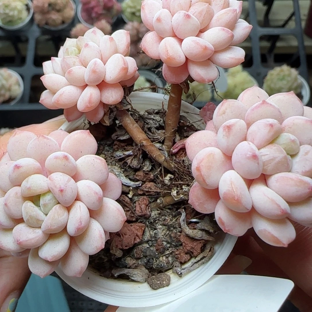 花语逸境0222-707