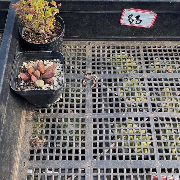 张***儿88号筐带盆土发货