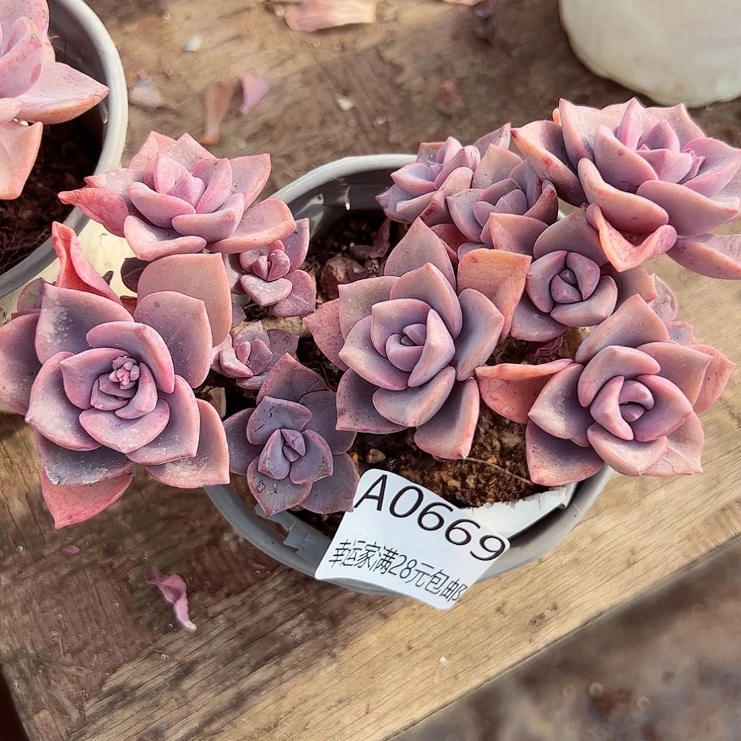 幸运的是我的朋友