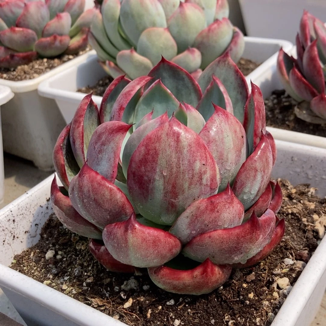 惊鸿白盆宽叶内钩锦明显的