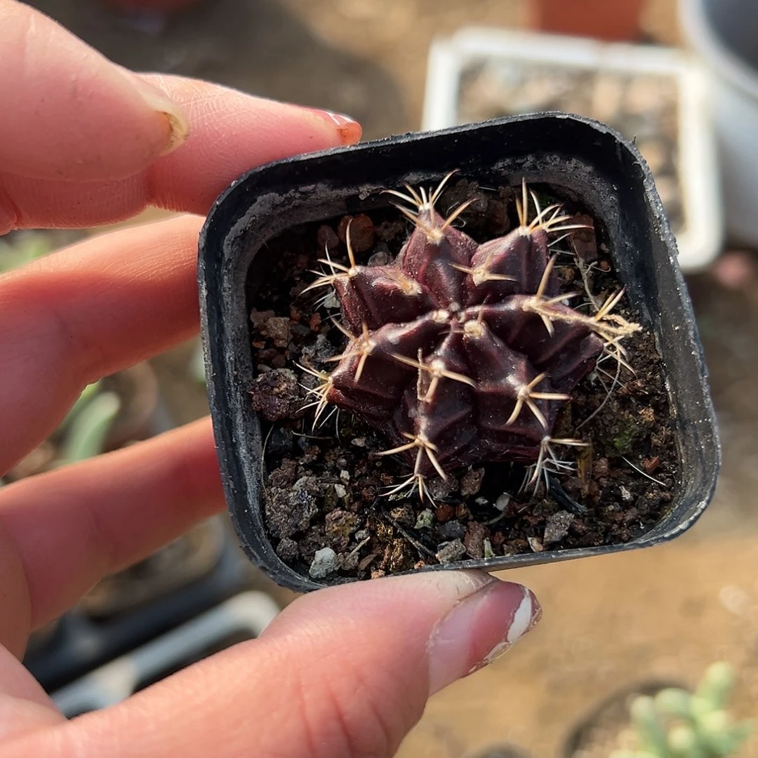 多肉植物多肉植物