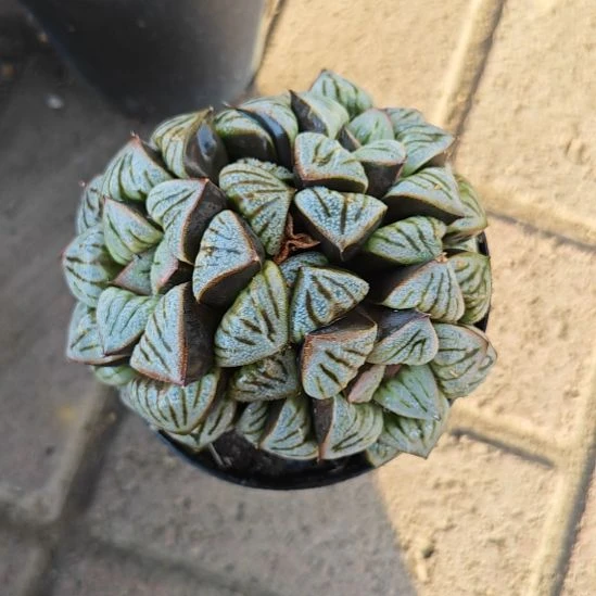 白羊座群一颗多肉植物