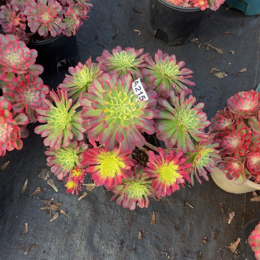 215天河法师锦0000