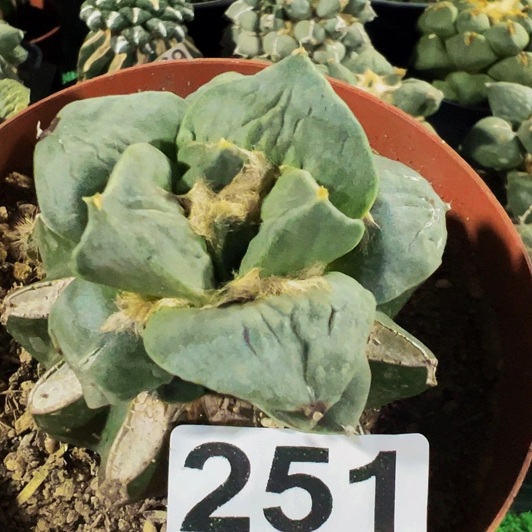 钞***利无花朵白肌牛舌牡丹251