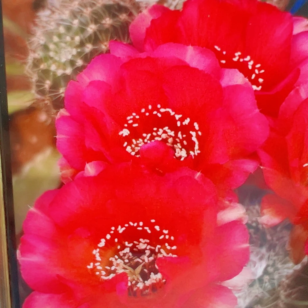 彩草 罗莎 侧芽 满20包邮