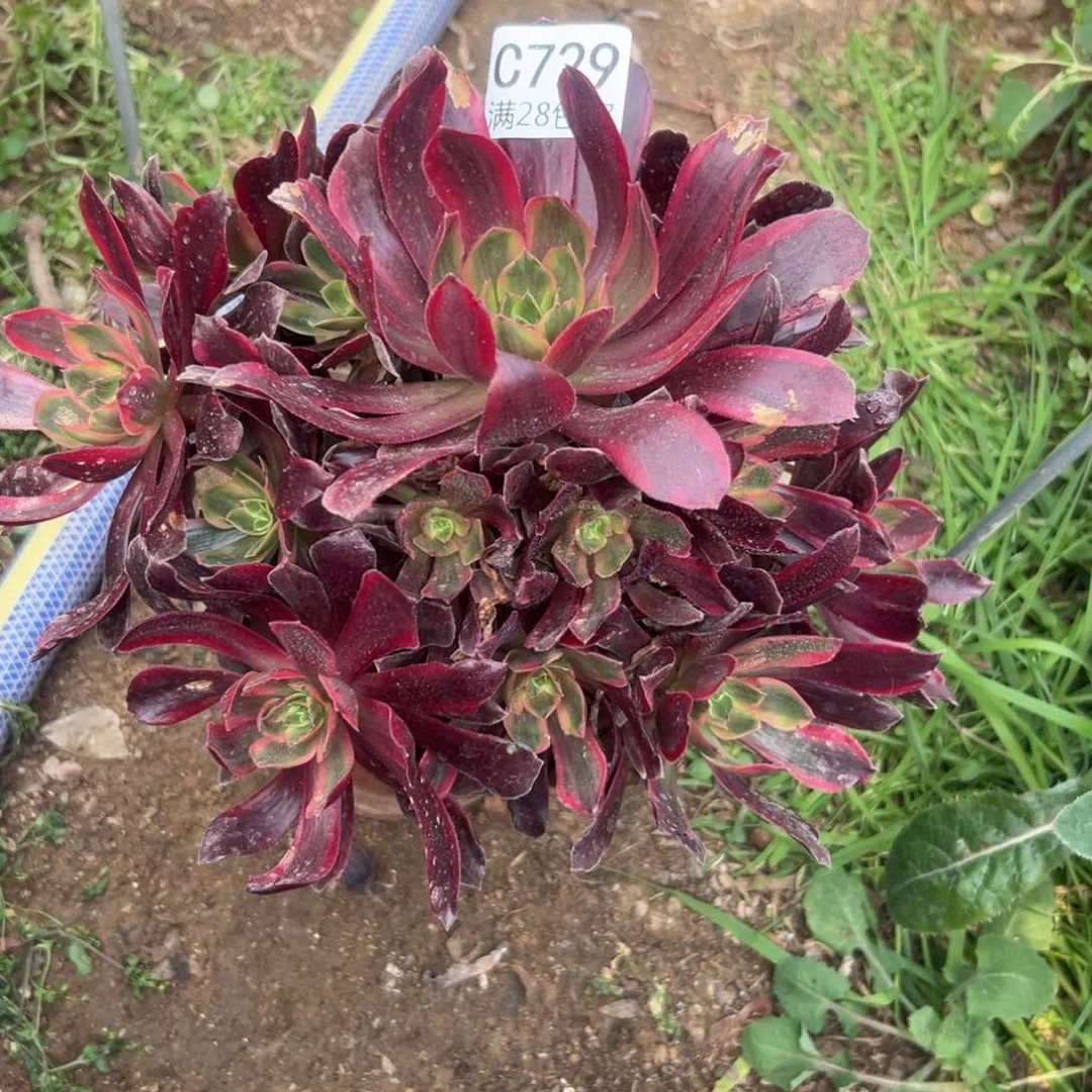 729多肉植物赤霞飞