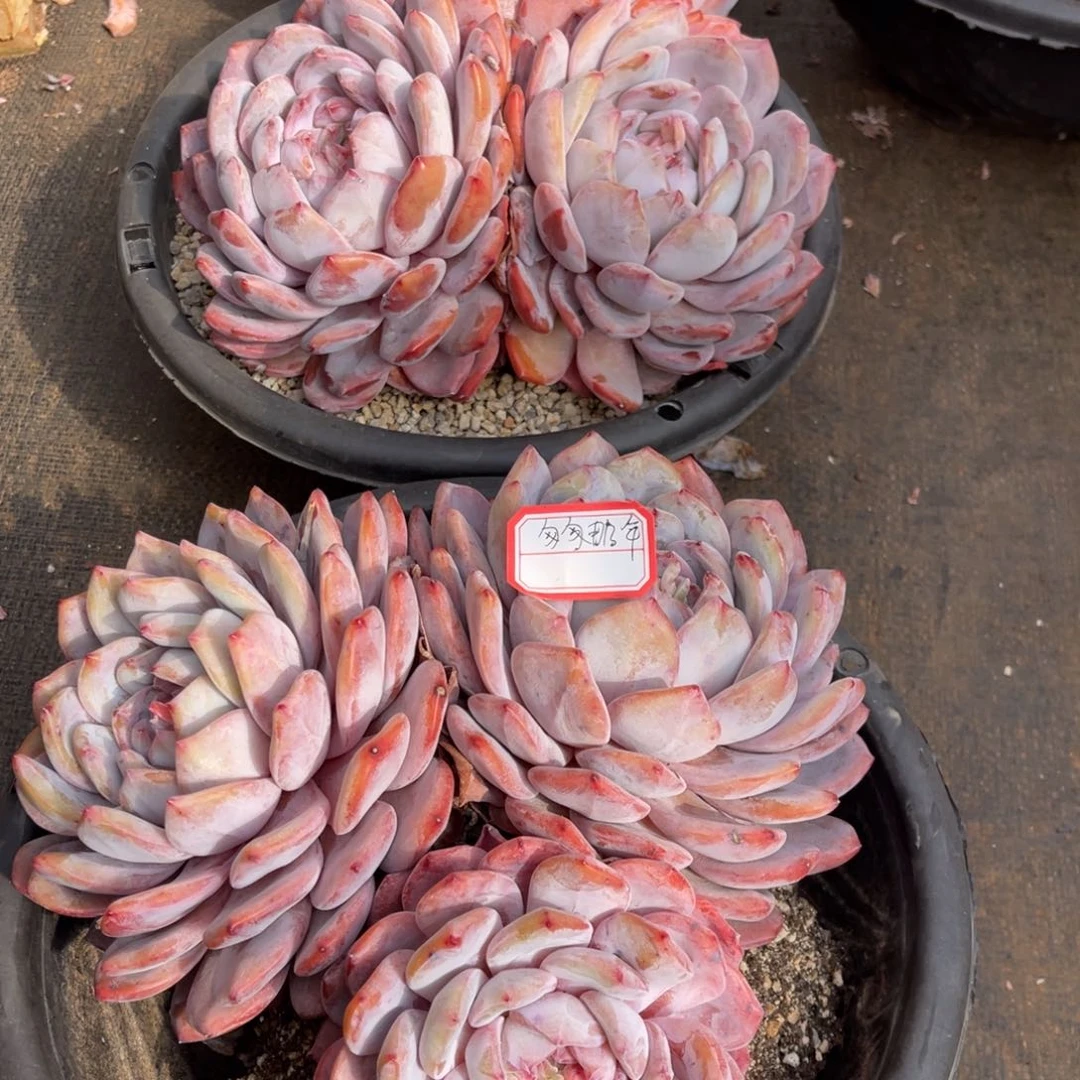 匆**年111111111111