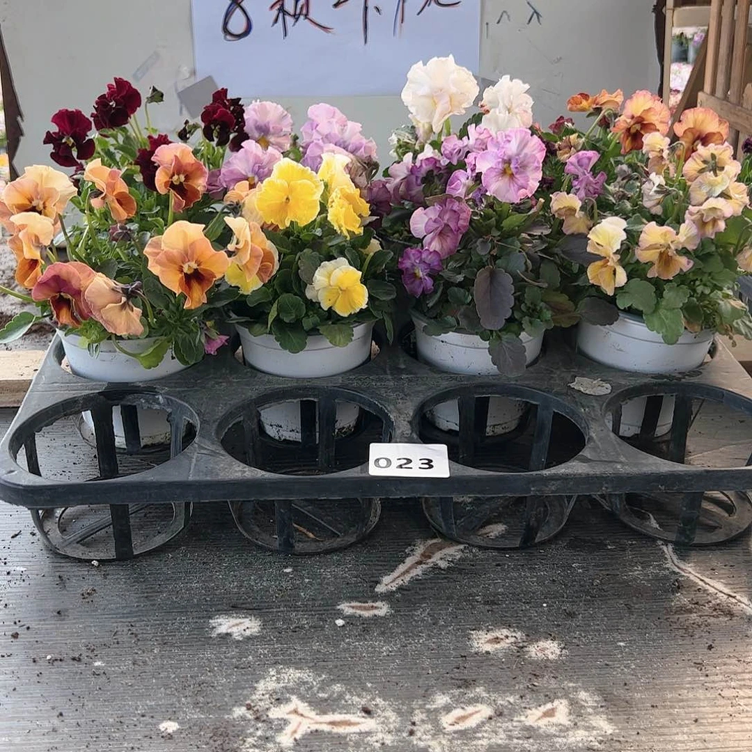 【闪购商品】023号