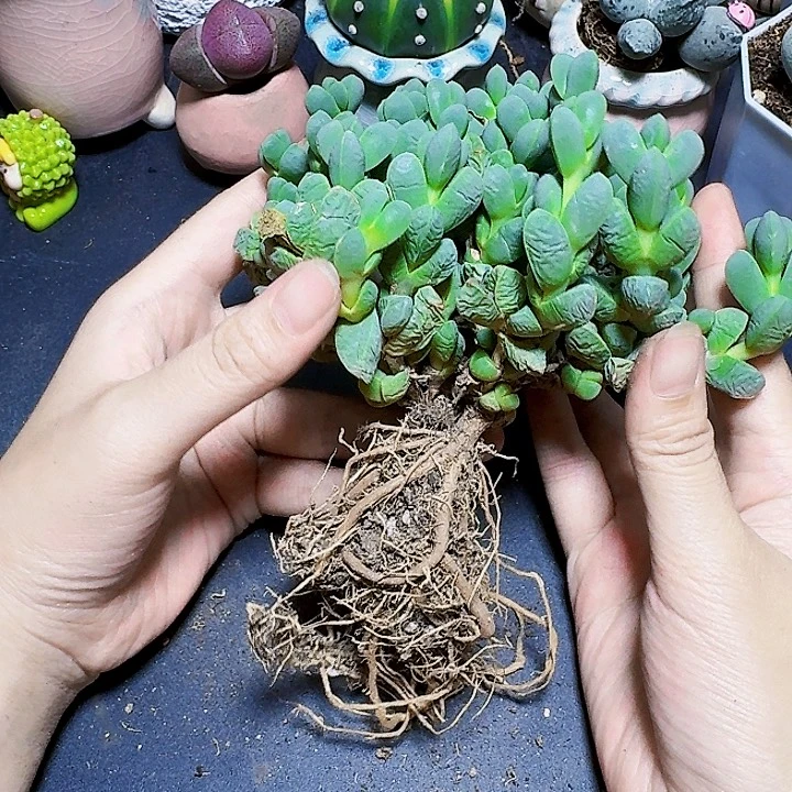 鹿角海棠大群裸根一颗