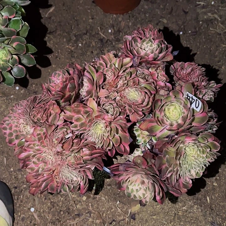 044半糖荔枝多肉植物不售后