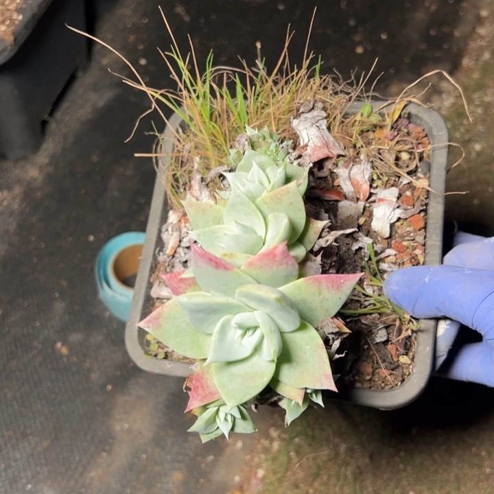 681哈哈哈哈哈哈哈哈哈