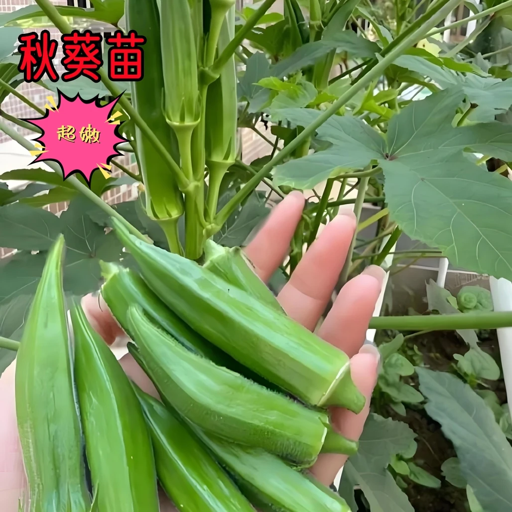 黄秋葵苗秋葵苗子带土大苗水果秋葵苗秧苗菜秧苗阳台春天蔬菜秧苗