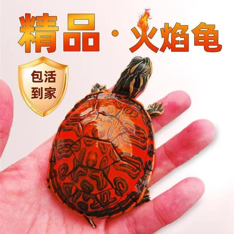 火焰龟深水观赏龟直播专用链接