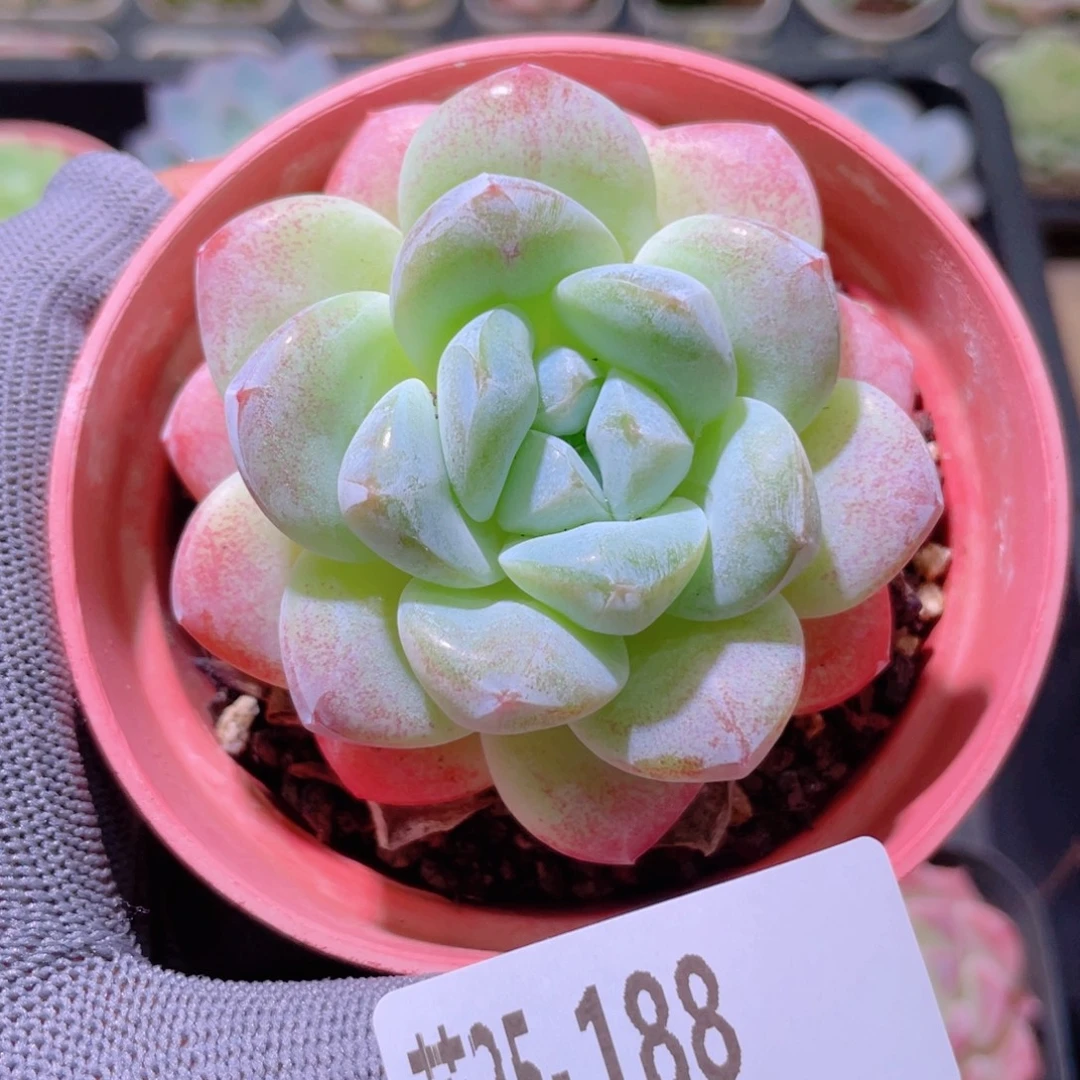 花利美25-188冰玉