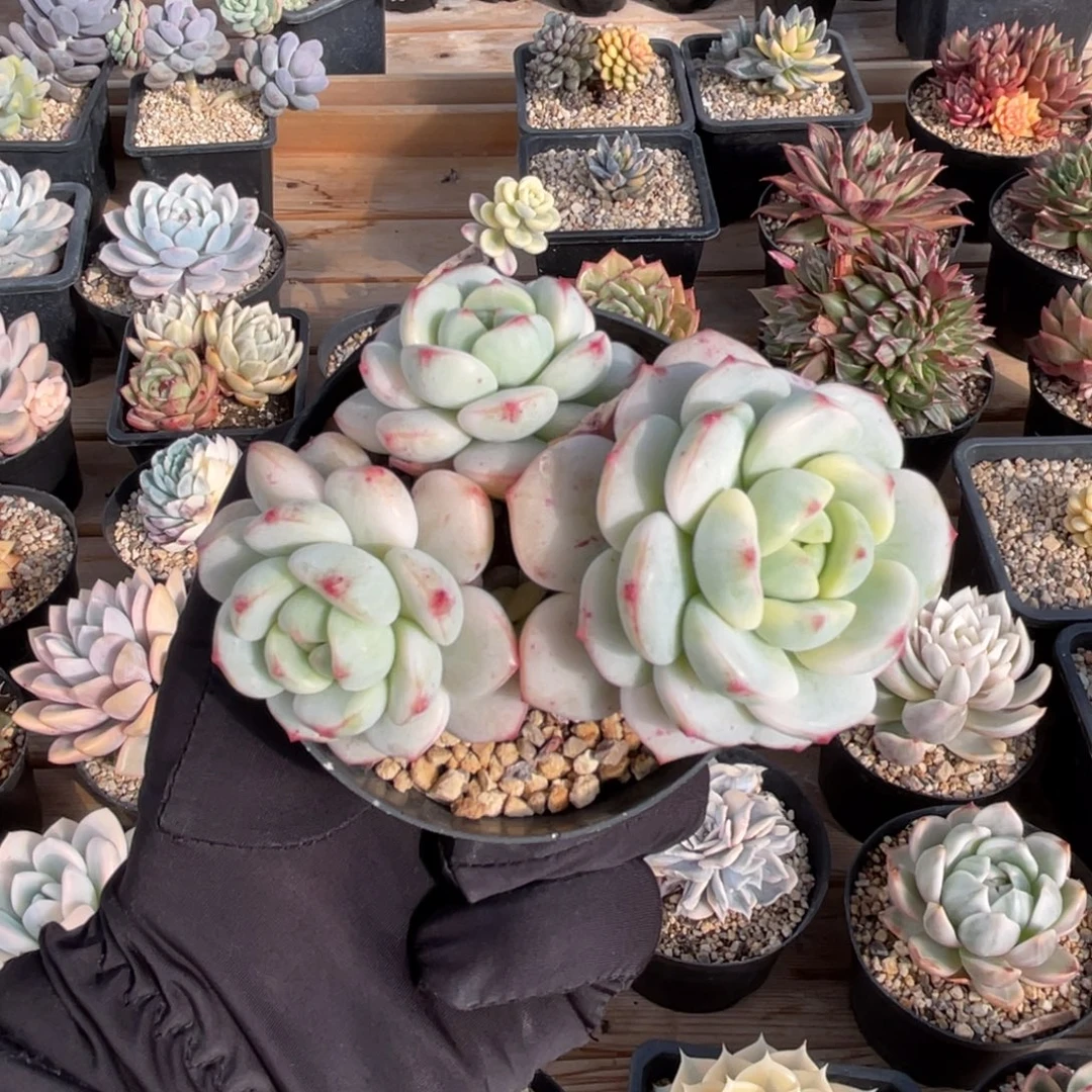 一物一拍不支持退换