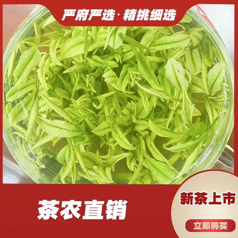 A299（2025年新茶）高山白茶高山茶叶兰花香好茶鲜爽甘甜