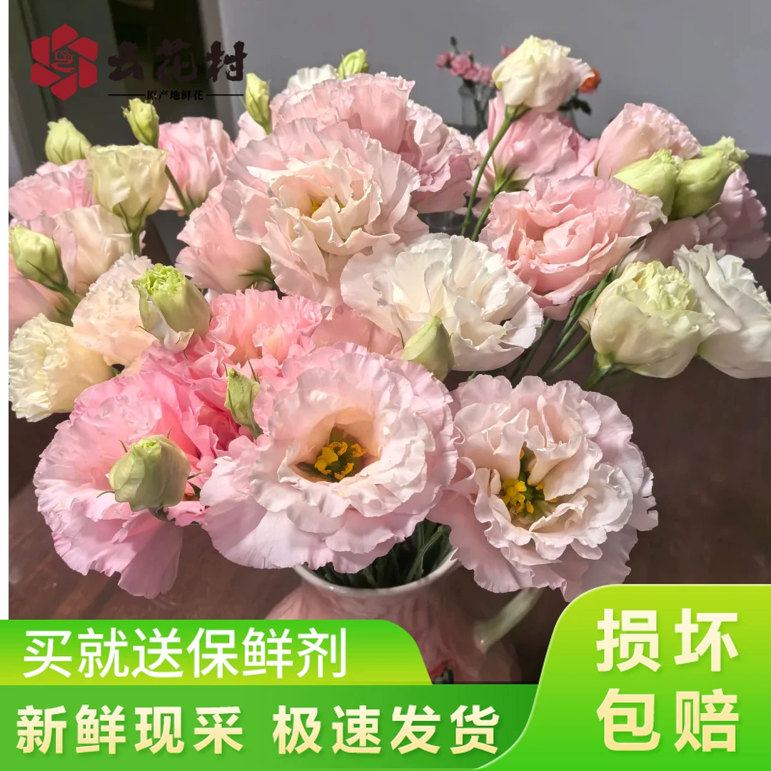 肉粉色洋桔梗400g【全店任意满两件发顺丰京东】云南直发家用鲜花