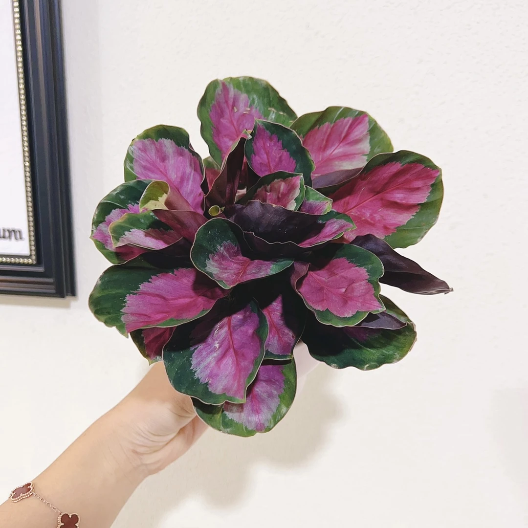 玫瑰竹芋 彩叶稀有品种颜色独特北欧网红室内绿植盆栽美观玫瑰