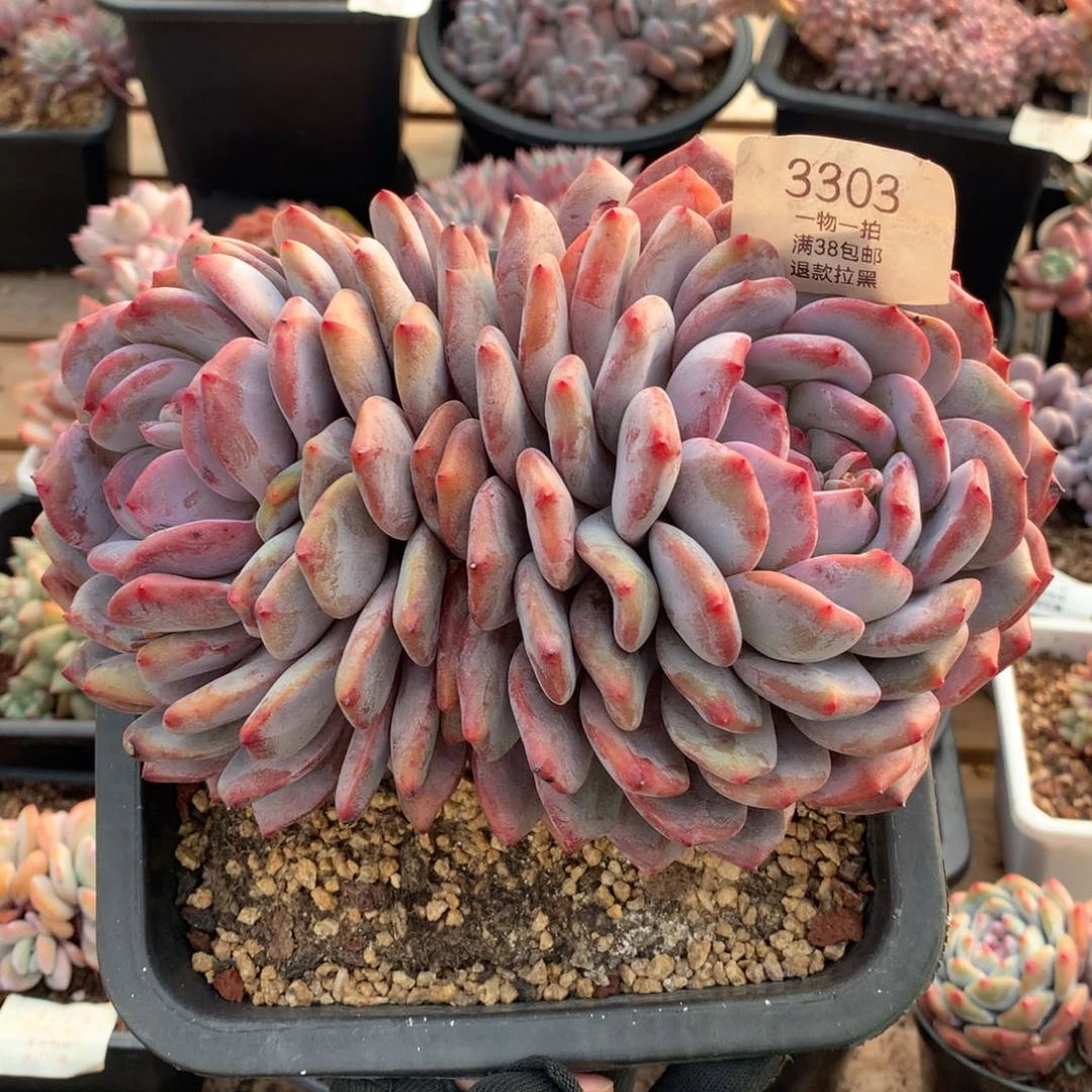 20厘米双头有砍星影3303