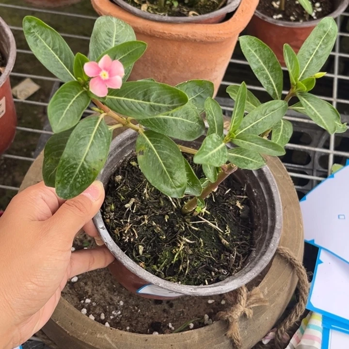 无花朵38号一物一拍嫁接长春花