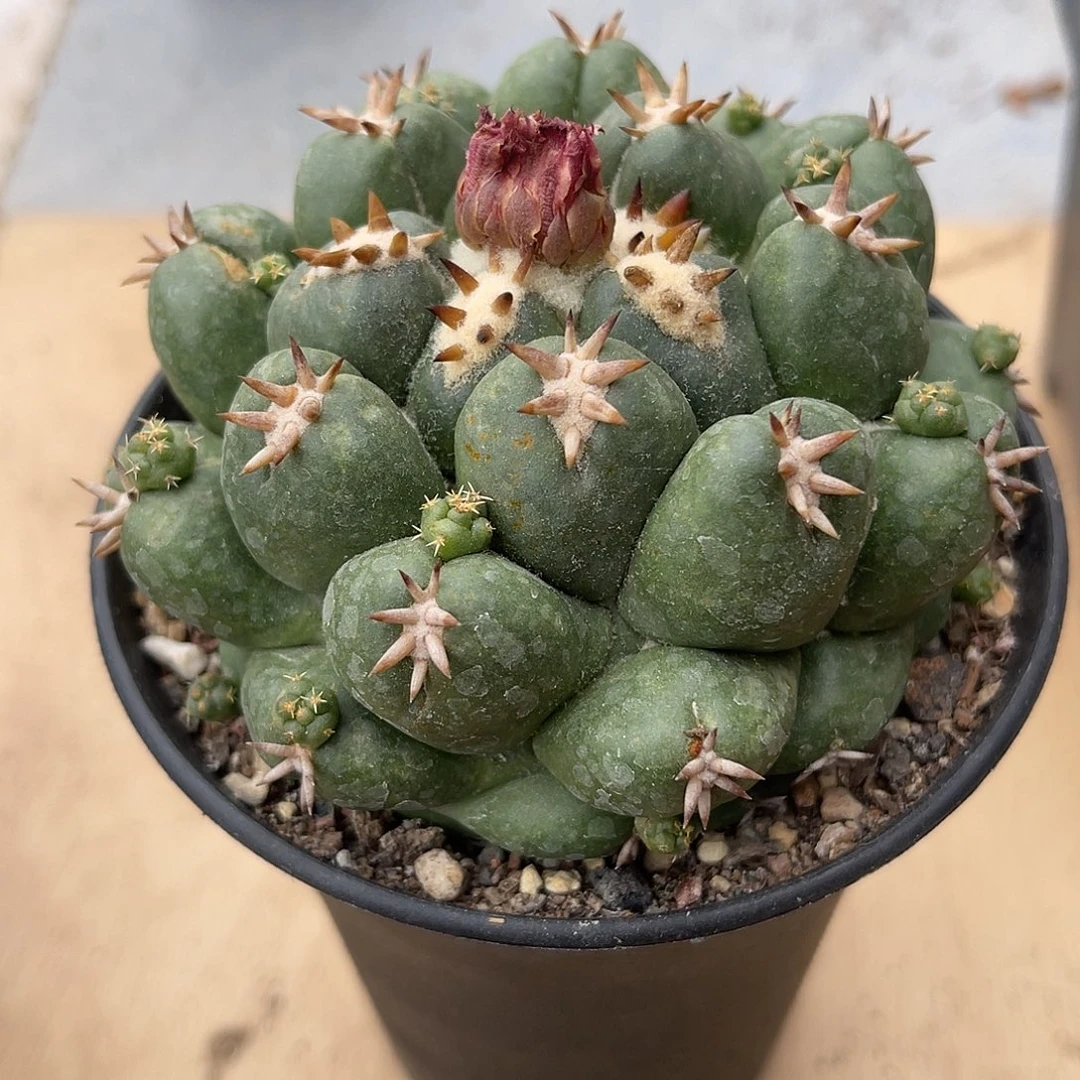 短豪刺大尤象牙一物一拍