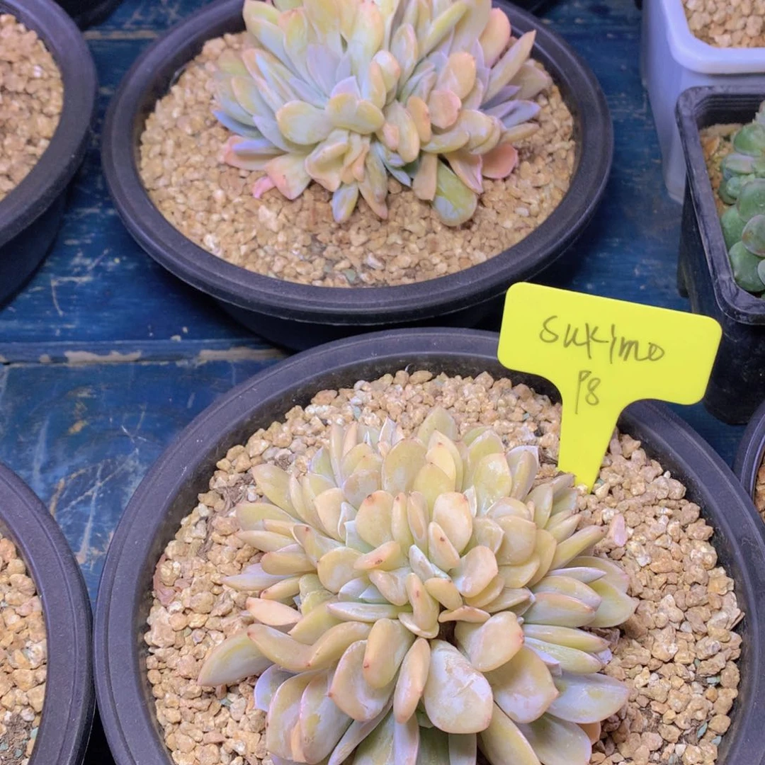 我家的小姐姐们都是我的小可爱