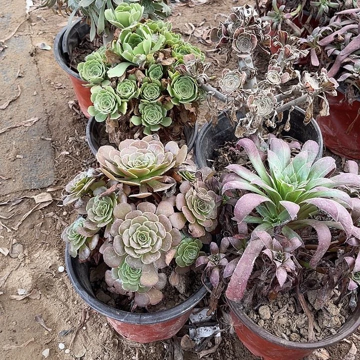 4棵玫瑰玫瑰玫瑰玫瑰