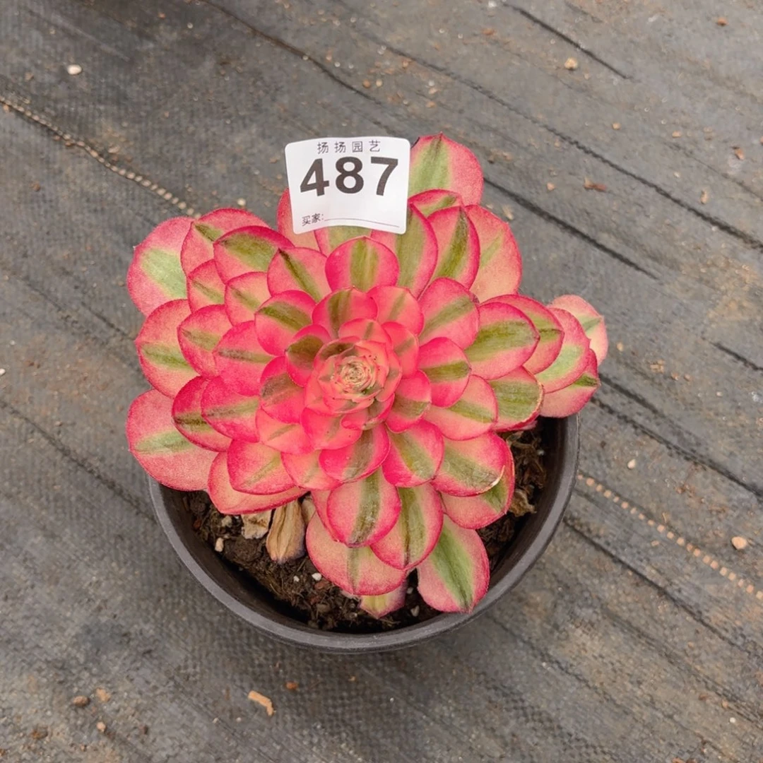 用****212  487多肉法师