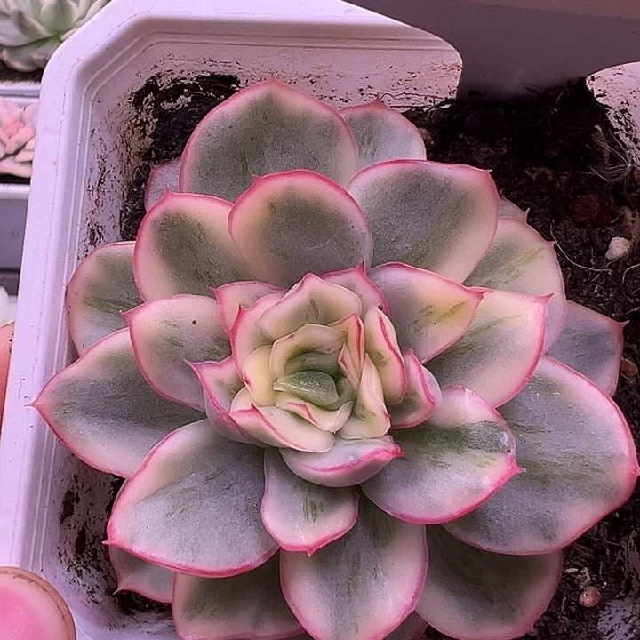 1011号新麦秆锦多肉