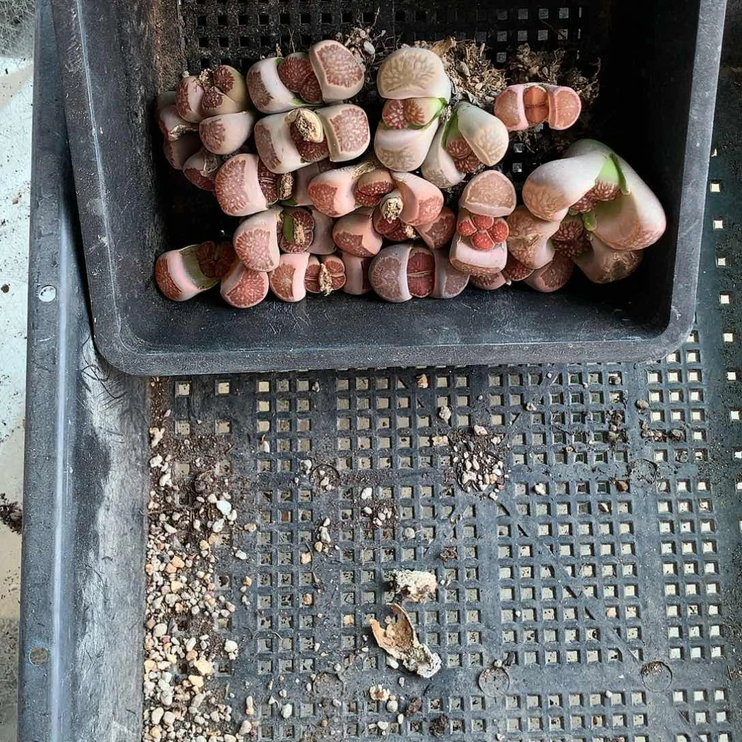 冬*A72的人多肉植物保护