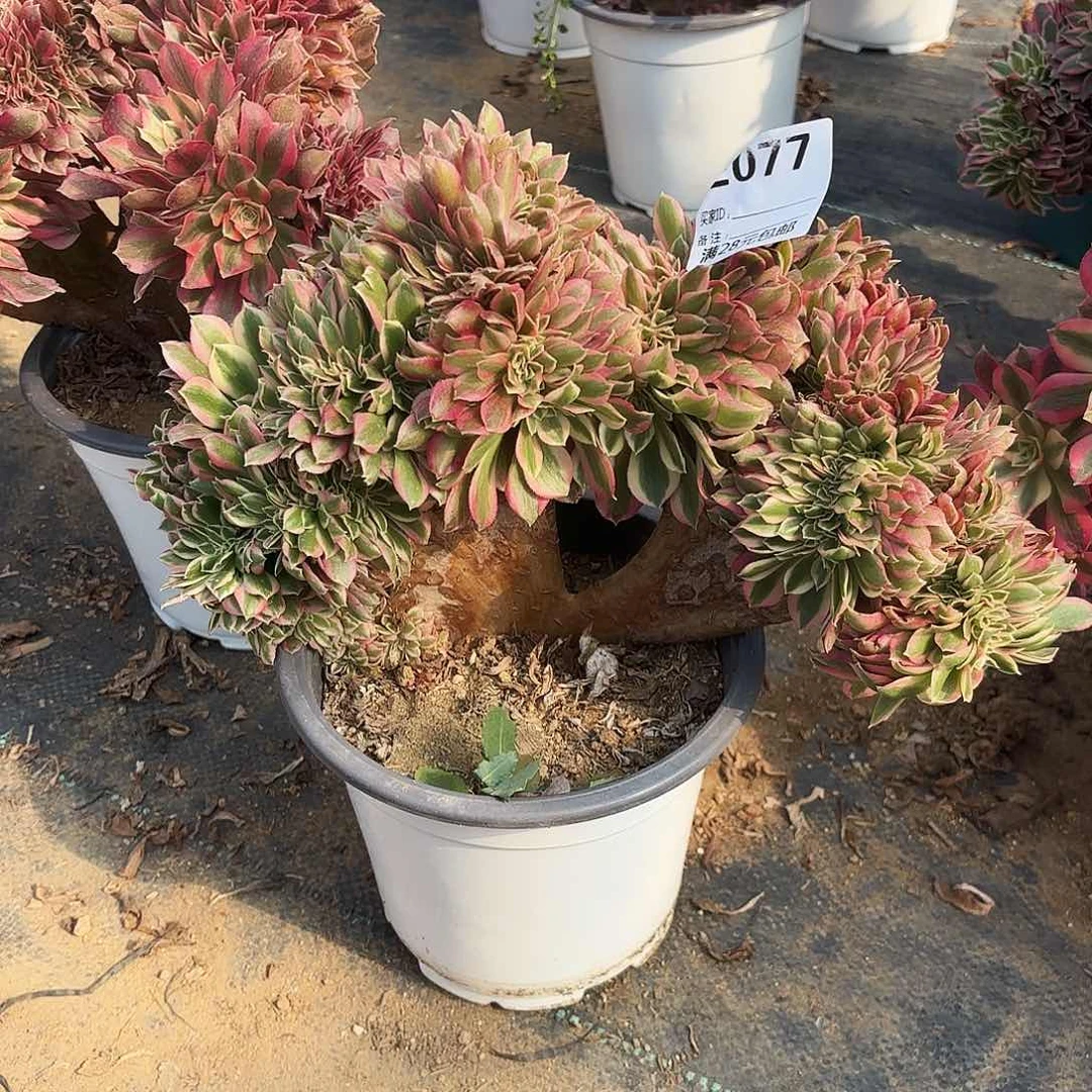 077粉女巫缀多肉植物