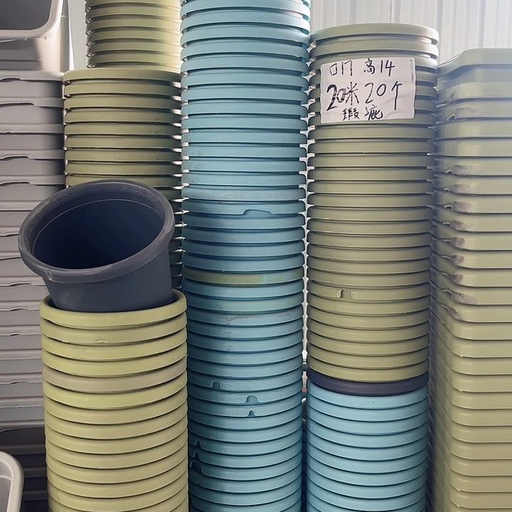 瑕疵四季盆2号果绿色发20个