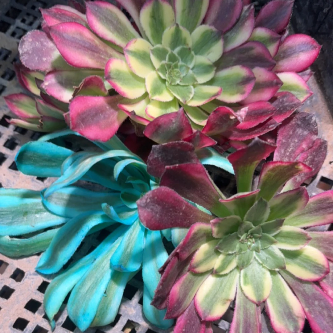 天冷地区不要拍，冻死自理砍头苗3个品种6棵红有蓝6厘米