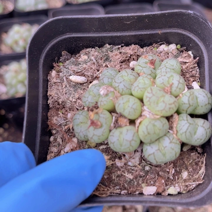 一盒猴脸群8888888888888