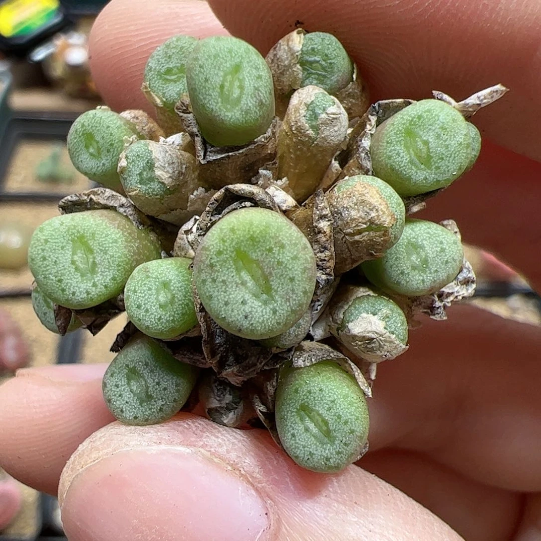 【闪购商品】53 ob纽扣