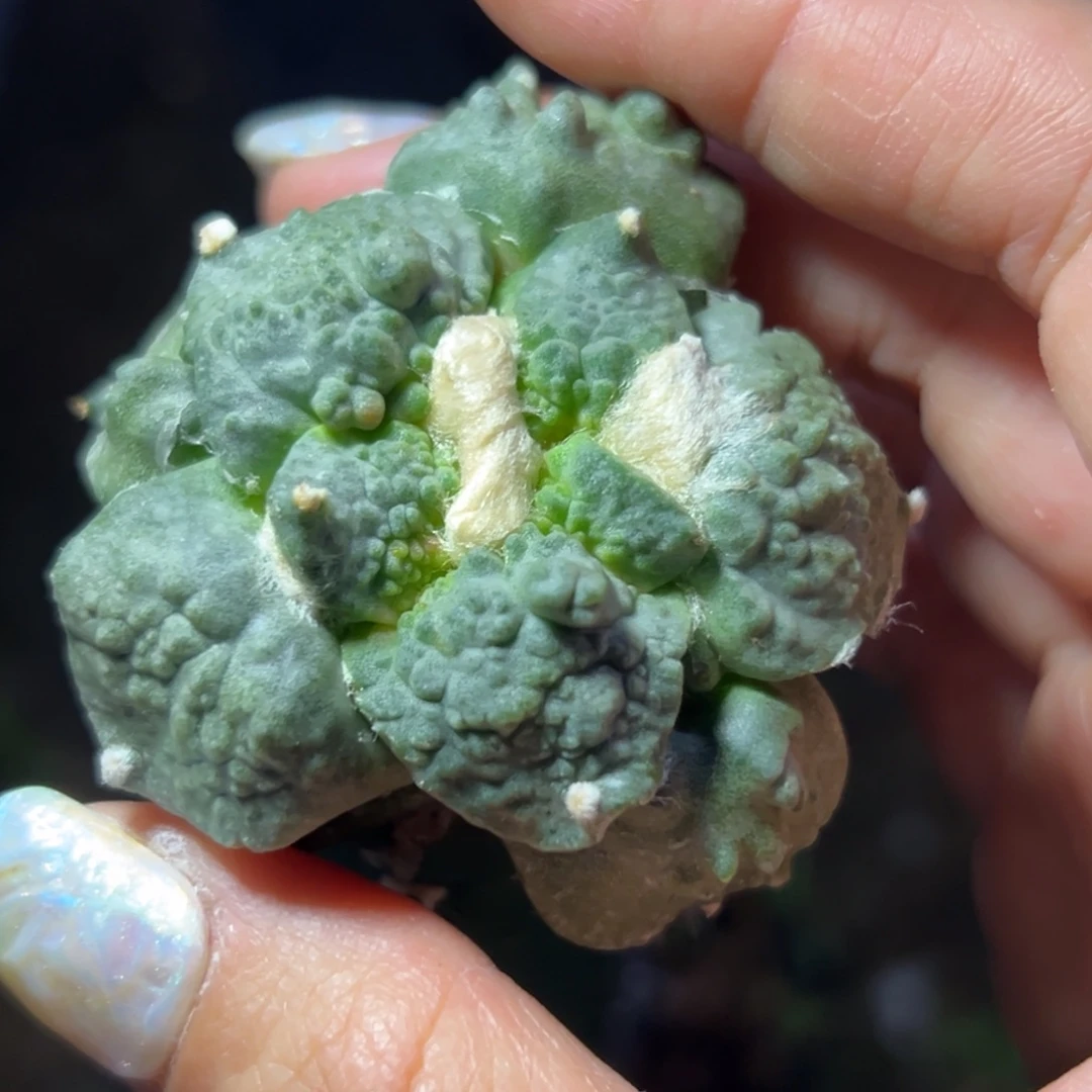 639 仙人球的比赛将