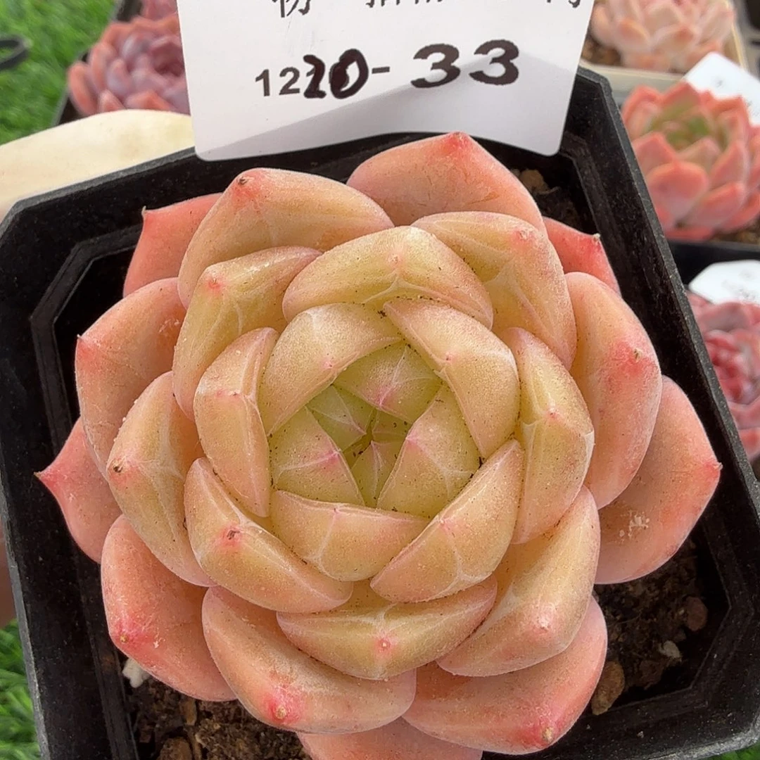 1220-33多肉一物一拍