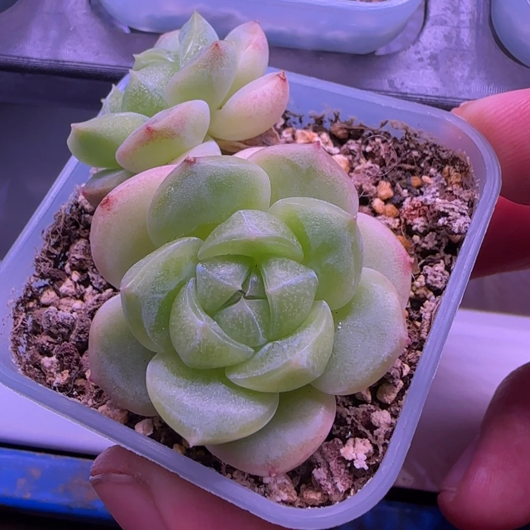 弌***弎一物一拍财富密码