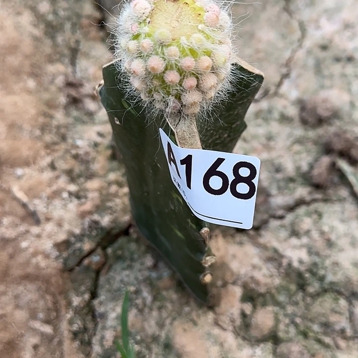 无花朵s****3嫁接九尾狐锦168