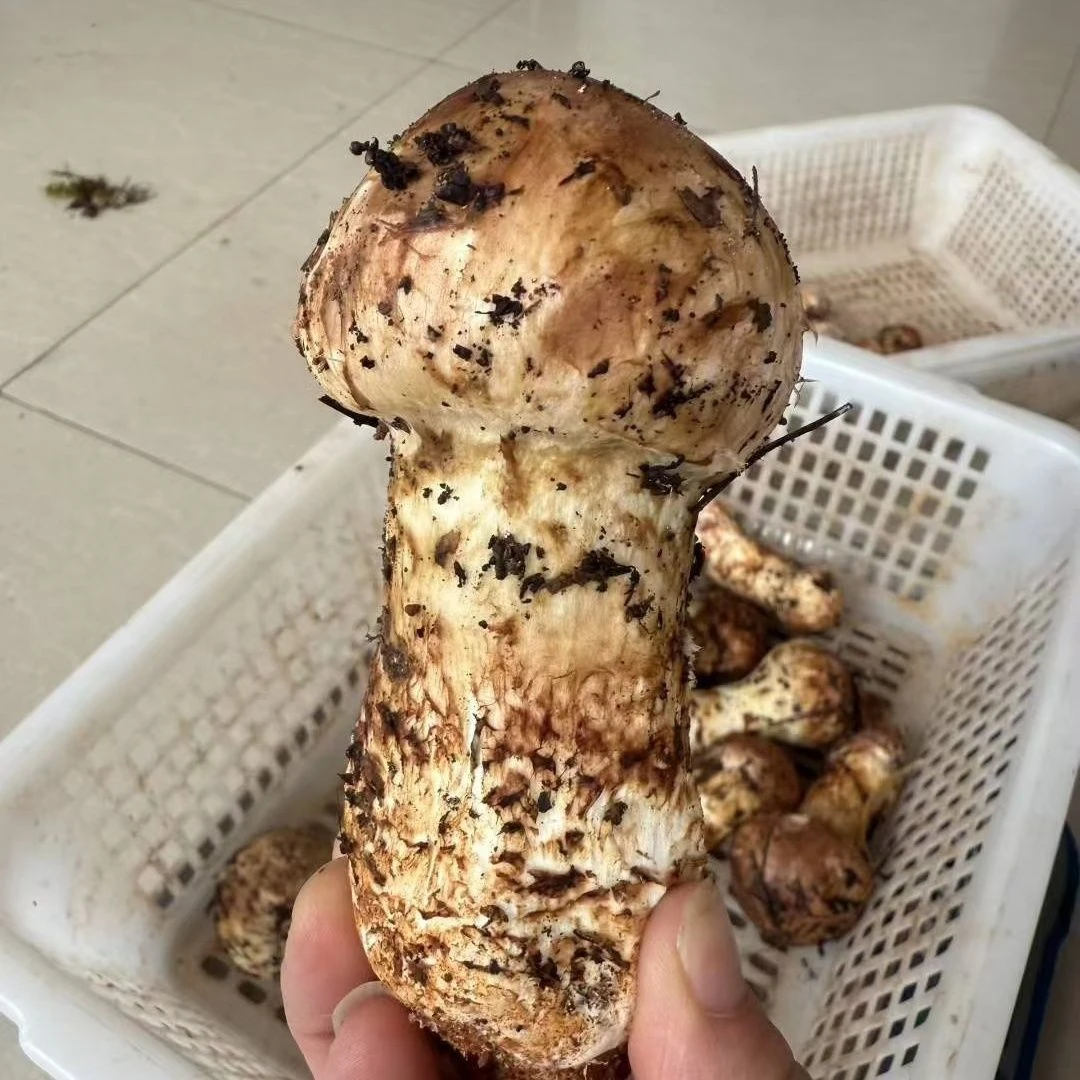 2025雅江松茸小金松茸云南迪庆州新鲜野生松茸产地直发顺丰空运
