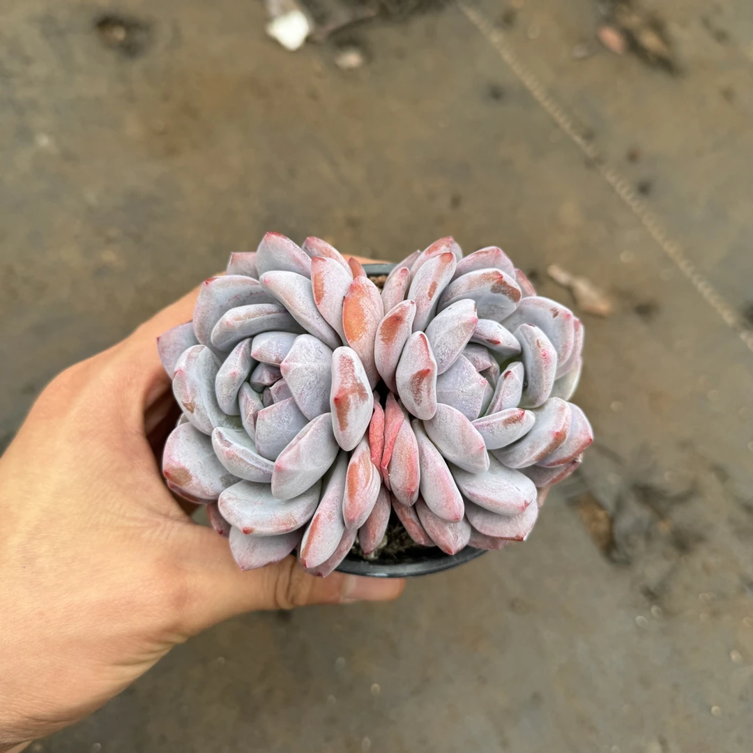 【任意两单包邮】橙梦露精品阳台办公室庭院老桩盆栽多肉植物