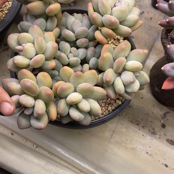 木***易多肉植物一物一拍