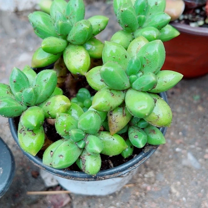 千代田多肉植物多肉