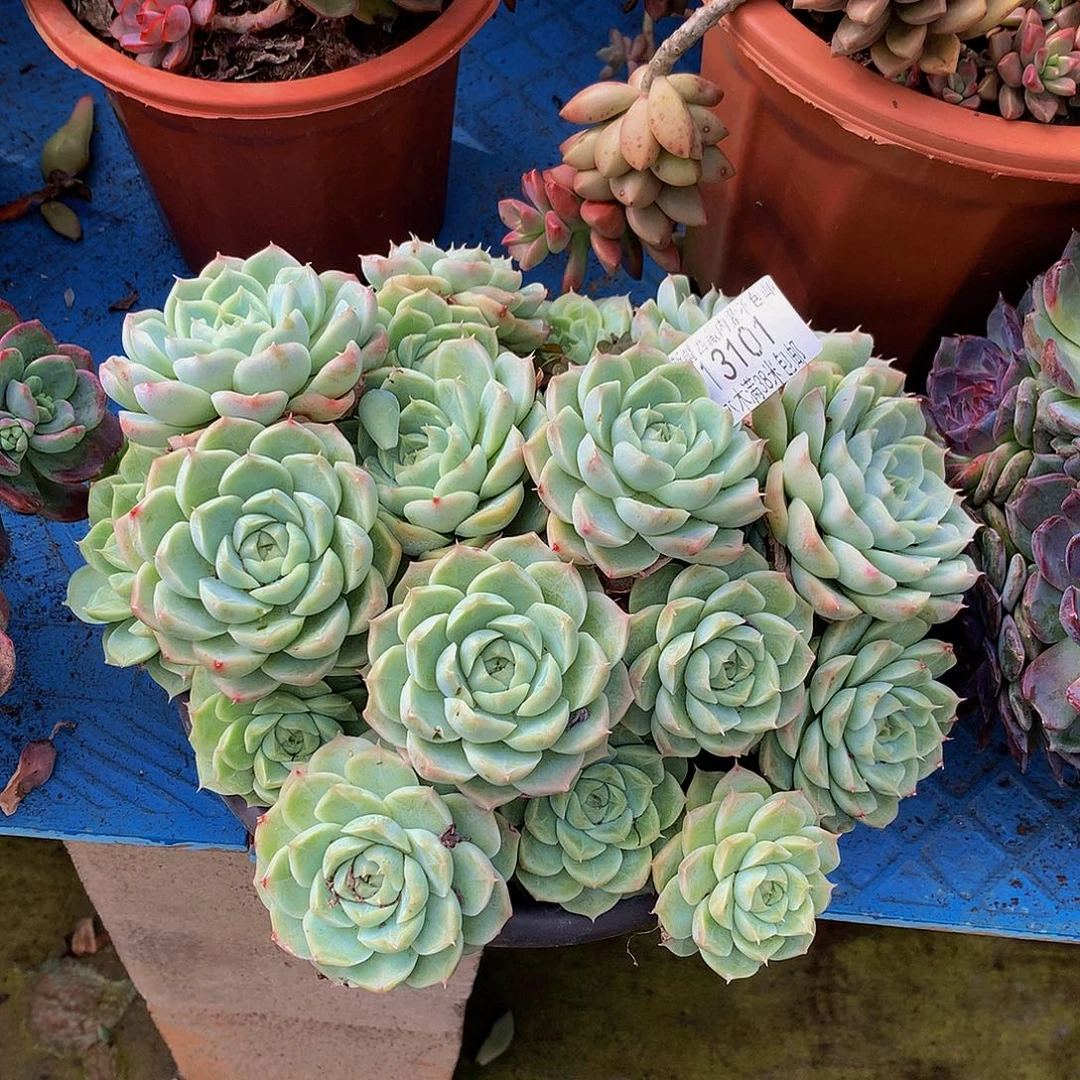 艾***艳       不知名多肉13101