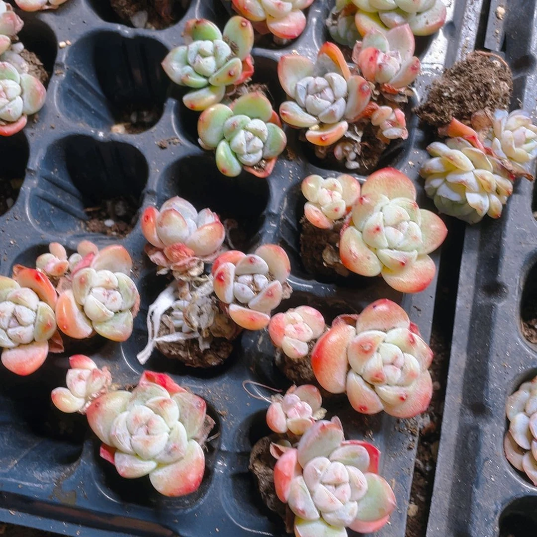 琥珀冰玉三头不包整穴一个满25包邮