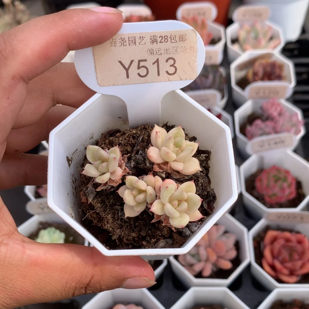 513璀璨 4.5 厘米