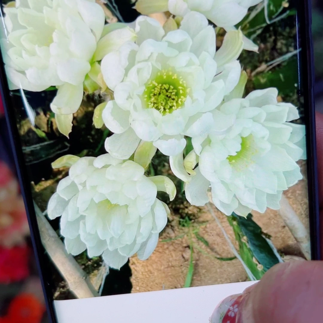 下4丽花白牡丹歪无根侧芽2公分左右20包邮