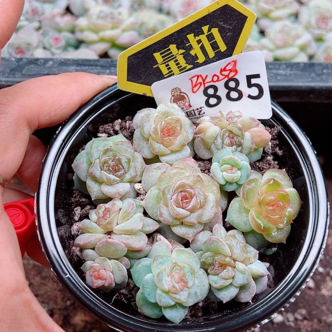 多肉植物多肉植物