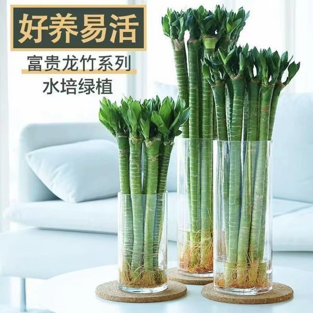文昌竹龙竹带根水养富贵转运节节高水培室内客厅植物